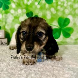 Boy one - Brindle male Dachshund puppy in Lakeland, Florida from Ruthie’s Rich Mini Dachshunds