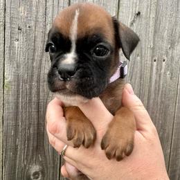 Purple - Brandy - Fawn female Boxer puppy in Watervliet, New York from Shamrock's Boxers