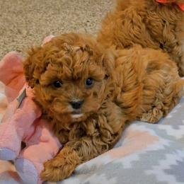 Donner - Red male Cavapoo puppy in Blackfoot, Idaho from Rocky Desert Goldens and Cavaliers