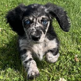 Dachshunds from Upper Pack River Mini Dachshunds