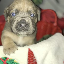 Cane Corso and Lowchen Puppies from High Royal Kennel