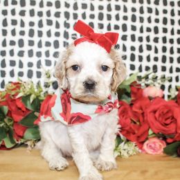 Polly - Buff and white female Cocker Spaniel puppy in Rattan, Oklahoma from Double M Cocker Spaniels