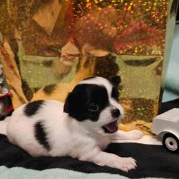 Girl 4 - Black and white Chihuahua puppy in Springfield, Missouri from Casadelopez Tails