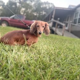 Red - Dachshund