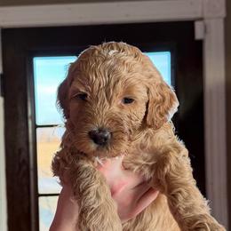 Miss Orange - Apricot female Goldendoodle puppy in Monticello, Indiana from Faithfully Yours Doodles