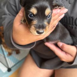 Brisket - Black and tan male Dachshund puppy in Artesia, California from Woodie Weens