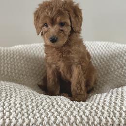 Bernedoodle, Goldendoodle, and Poodle Puppies from Central Valley Canine Companions