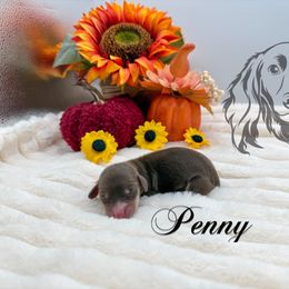 Penny - Chocolate and cream female Dachshund puppy in Prairieville, Louisiana from Southern Barron Danes & Dachshunds