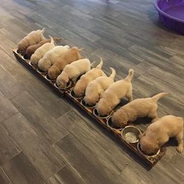 Golden Retriever, Goldendoodle, and Sheepadoodle Puppies from Farmstead 51