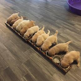 Golden Retriever, Goldendoodle, and Sheepadoodle Puppies from Farmstead 51