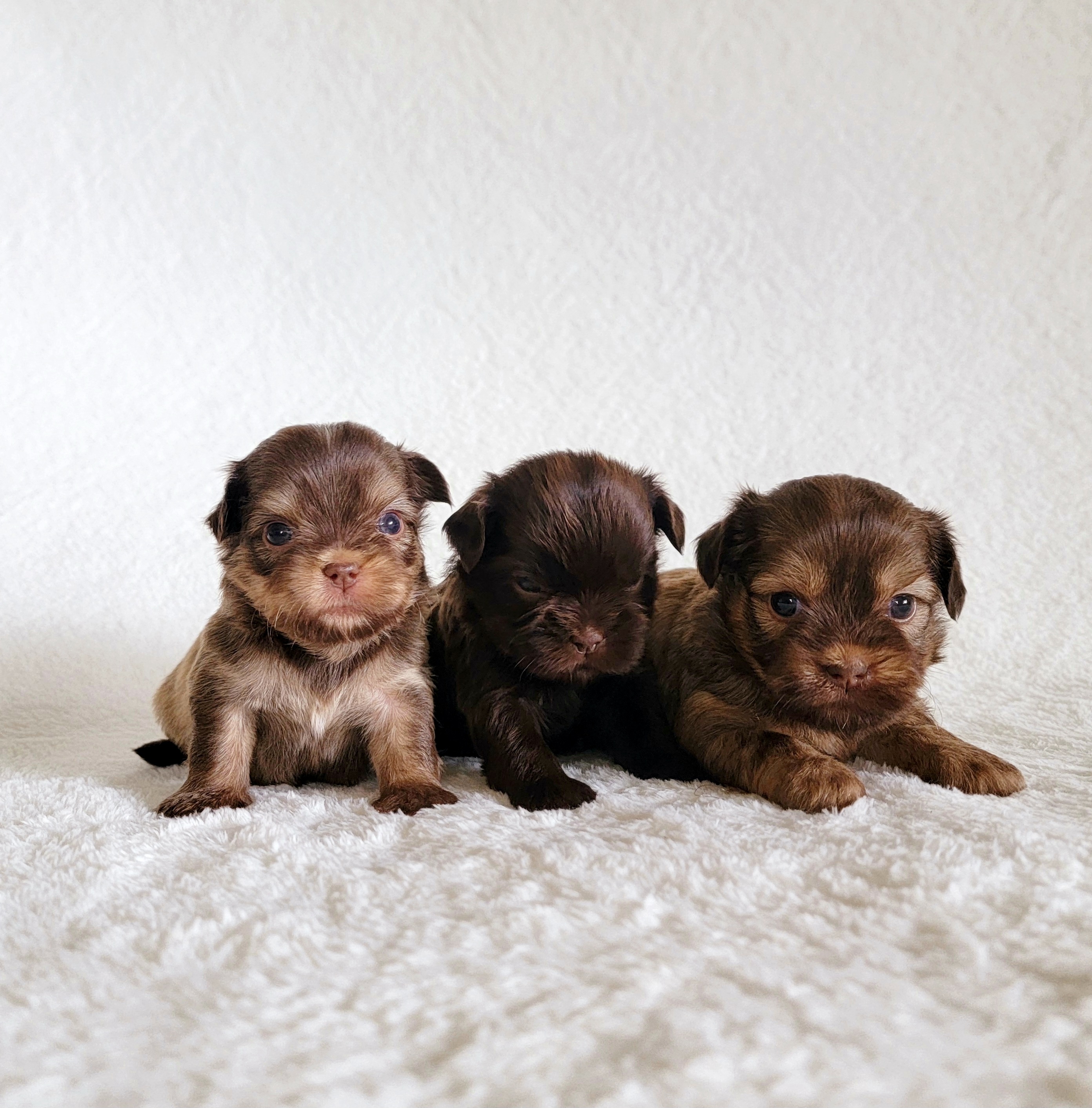 Shih Tzu Puppies from Nelly Kolomiyets