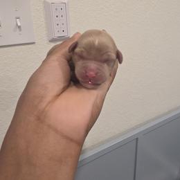 Aster-Blue - Cafe female Labradoodle puppy in Commerce City, Colorado from Playful Paws Labradoodles