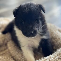 Bi Black Male 2 - Black and white male Shetland Sheepdog puppy in Shirley, Arkansas from Lucky Pups