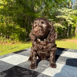 Teal Collar - Liver female Boykin Spaniel puppy in Comer, Georgia from Weavers Kennels