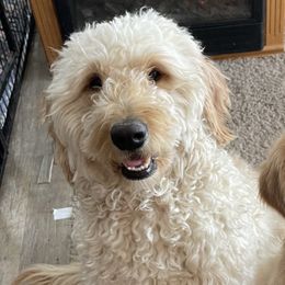 Skittles - Goldendoodle