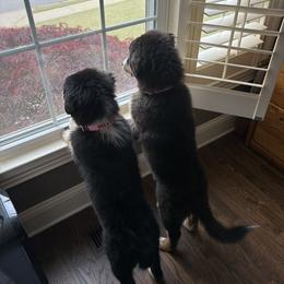 Australian Shepherd All Grown Up from Muckalee Lane Aussies