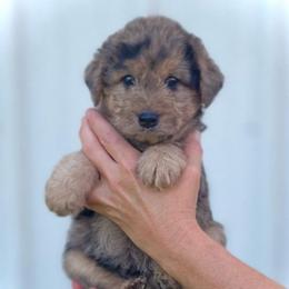 Molly - Merle female Assorted Doodle Crosses puppy in Kansas City, Missouri from Beary GoldenDoodles