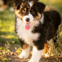 Aussiedoodle and Miniature American Shepherd Puppies from King Family Ranch