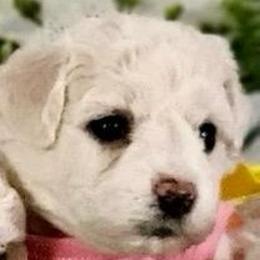 Bella (pink) - White and buff female Bichon Frise puppy in Lavon, Texas from Sissy’s Heavenly Paws