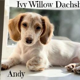 Dachshund Puppies from Ivy Willow Dachshunds