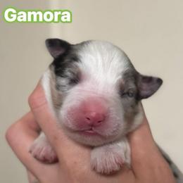 Gamora - Blue merle female Australian Shepherd puppy in Rapid River, Michigan from Echolight Australian Shepherds
