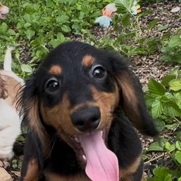 Black and tan boy 2 - Black and tan male Dachshund puppy in Alice, Texas from Crimson’s longhair Dachshunds