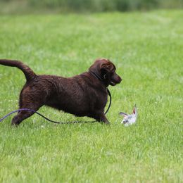 Labrador Retriever Puppies from Jody Parisi's Dunluce Labrador Retrievers