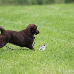 Labrador Retriever Puppies from Jody Parisi's Dunluce Labrador Retrievers