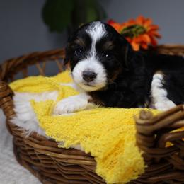 Monaco - Black tri-color male Aussiedoodle puppy in Fort Myers, Florida from Little Golden Farm