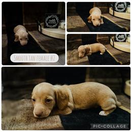 Mer - Cream female Dachshund puppy in Licking, Missouri from Piney River Dachshunds
