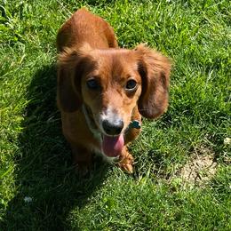Louie - Dachshund