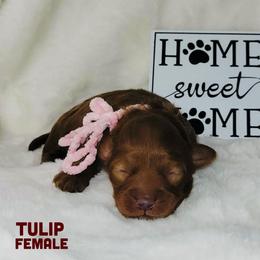 Tulip - Red  female Goldendoodle puppy in Beecher, Illinois from Erica’s Doodles