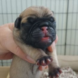 Holly - Fawn female Pug puppy in Concho Valley, Arizona from Agape Pugs