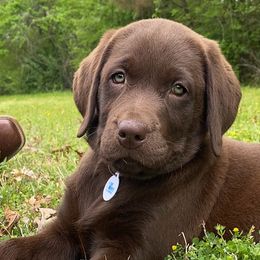 Dilute Retrievers and Labrador Retrievers from Gunmetal Labs