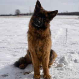 Faith - German Shepherd