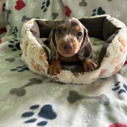 Green - Dapple male Dachshund puppy in Cumby, Texas from Dog Daze Ranch