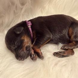 Dark Purple collar Girl - Red and rust female Doberman Pinscher puppy in Madison, Indiana from Jensen Dobermans and Dachshunds