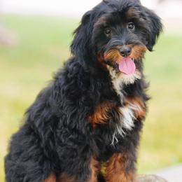 Kohl's - Tri-color male Bernedoodle puppy in Dundee, Ohio from Down Home Doodle