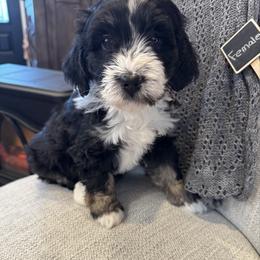 Vixen - Tri-color female Bernedoodle puppy in New Market, Virginia from Frosty & Ginger Co Home of Doodles