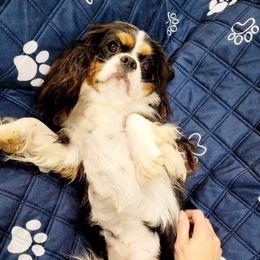 Bichon Frises, Cavalier King Charles Spaniels, and West Highland White Terriers from Beloved Bichons
