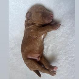 Mr.Crush - Red  male Poodle puppy in Saint Cloud, Florida from Doodle & Poodle Valley