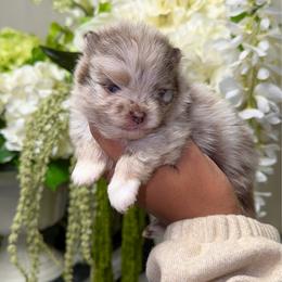 Truffle - Chocolate merle male Pomeranian puppy in Newport News, Virginia from Nel’s Pomeranians
