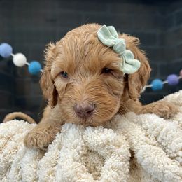 Windy - Apricot female Goldendoodle puppy in Wyandotte, Oklahoma from Goldendoodles of NE OK