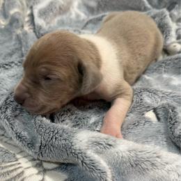 Lilac ( AKC Silver) Brindle Mantle - Blue female Great Dane puppy in Greenville, South Carolina from Allen’s Ridge Ranch