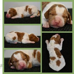 Brodie - Orange and white male Brittany puppy in Hollidaysburg, Pennsylvania from Royal Flush Farms