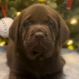 Chestnut - Chocolate Labrador Retriever puppy in Camden, Tennessee from Pure Heaven Labs