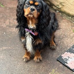 Cavalier King Charles Spaniel Puppies from Family first cavaliers