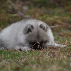 Keeshond Puppies from Anna Boehringer