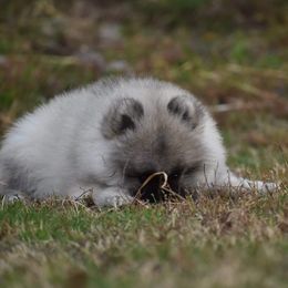 Keeshond Puppies from Anna Boehringer