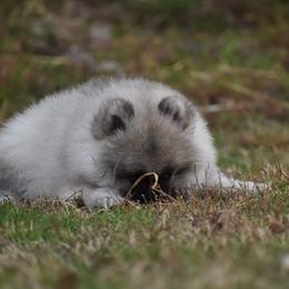 Keeshond Puppies from Anna Boehringer